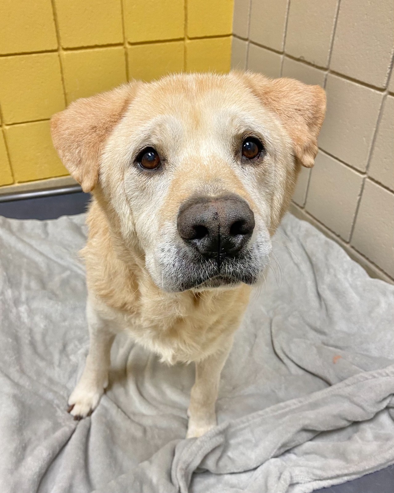 Senior Dog Rejected 8 Times Finally Finds a Forever Home and the Love He Deserves