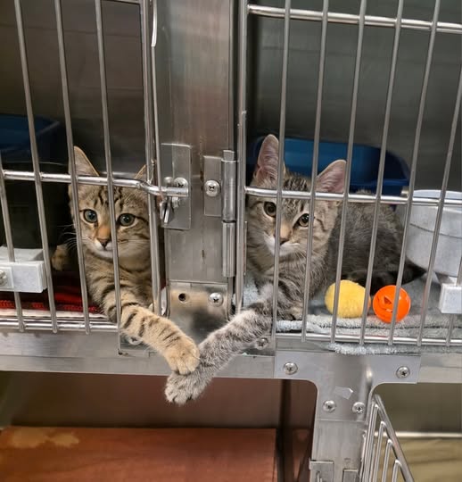 Staff Captures Heartwarming Moment of Two Kittens Holding Paws Like Best Friends